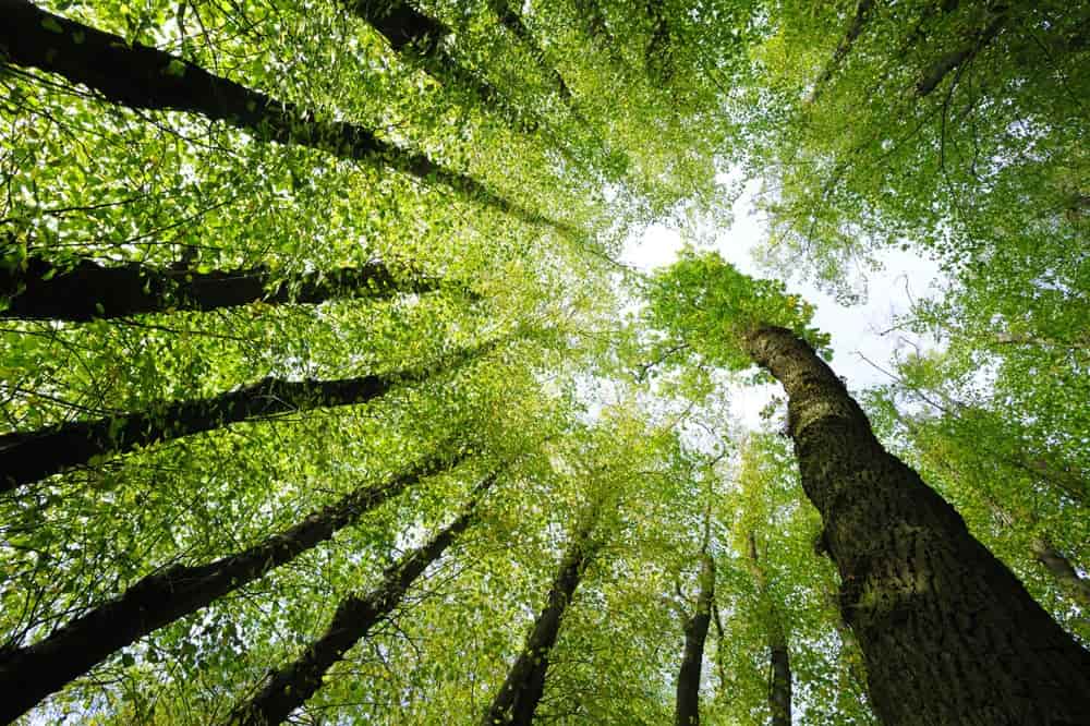 Tall trees with green leaves and a bright sky.